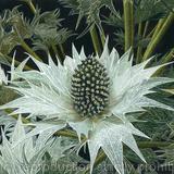 Sea Holly, Eryngium.  Limited Edition