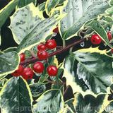 Holly, Ilex aquifolium. Limited Edition Print