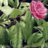 Camellia with raindrops. Limited Edition Print