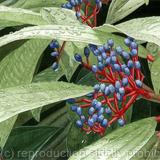 Viburnum davidii. Limited Edition