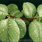 Wet, wet, wet. Limited Edition