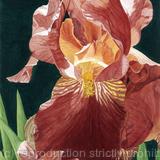 Iris. Limited Edition Print