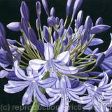 Agapanthus. Limited Edition