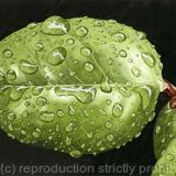 After the rain. Limited Edition