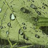 Sycamore Leaf Limited Edition Giclee Print