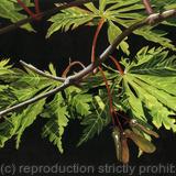 Summer Days. Giclee Print