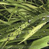Crocosmia with raindrops.  Limited Edition
