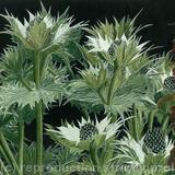 Sea Holly and Nettle. Giclee Print