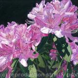 Rhododendrons. Giclee Print