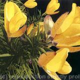 Gorse, Ulex europaeus. Giclee Print