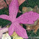 Liquidambar styraciflua giclee print