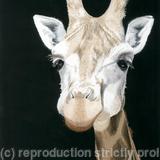 Don't I Look Cute, Original watercolour and gouache art work