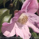 Camellia x williamsii. Giclee Print