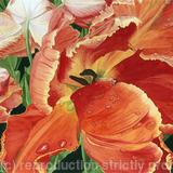 Tulipa 'Professor Rontgen',Original Art Work