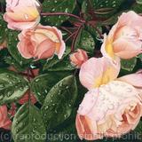 Rosa,Original watercolour and gouache art work