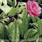 Camellia with raindrops,Original Watercolour and gouache Art Work