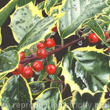 Holly, Ilex aquifolium, Original watercolour and gouache art work