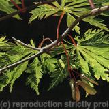 Summer Days,Original watercolour and gouache art work