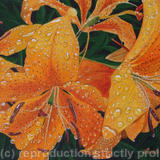 Lilium 'Harmony'. Original Watercolour and Gouache Art Work