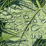 Spring Showers. Limited Edition Print