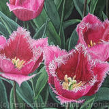 Tulipa 'Talitha'. Original Watercolour and Gouache Art Work