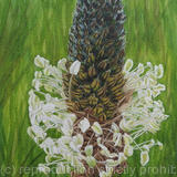 Plantago lanceolata. Original Watercolour and Gouache Art Work