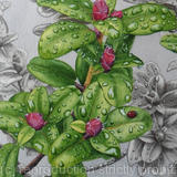 Rhododendron moupinense. Original watercolour, gouache and pencil Art Work.