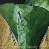 Damselfly Meeting, Original watercolour and gouache art work
