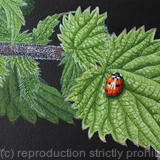 Seven Spot Ladybird, Original watercolour and gouache art work