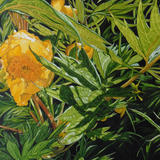 Paeonia, Original watercolour and gouache art work