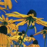 Rudbeckia