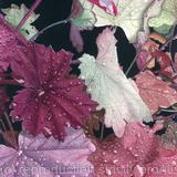 Heuchera Rio, Giclee Print