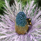Sea Holly and Bee 