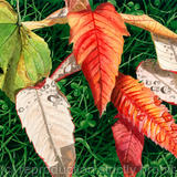Sycamore and Rhus typhina leaves