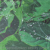 Tropaeolum Original watercolour & gouache Art Work