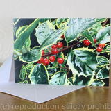 Holly, Ilex aquifolium