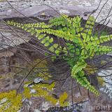 Maidenhair spleenwort, Original watercolour and gouache art work.