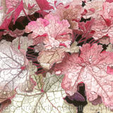 Heuchera hybrida, Silver Heart, Giclee Print