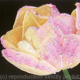 Tulipa Peaches and Cream single flower, Giclee Print