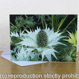 Sea Holly