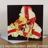 Tulipa Estella Rijnveld