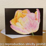 Tulipa Peaches and Cream