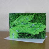 Acer pseudoplatanus Sycamore