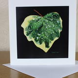 Hedera colchica Dentata Variegata