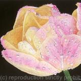 Tulipa Peaches and Cream Single Flower Original Watercolour and Gouache Art Work