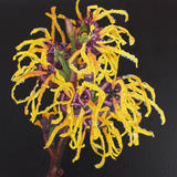 Witch Hazel Original Art Work