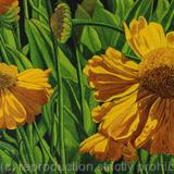 Helenium Original Watercolour and Gouache Art Work