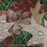 Quercus, Oak Leaves. Original Art work