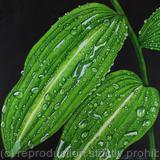 Rain, rain and more rain. Original art work