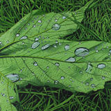 Acer pseudoplatanus, Sycamore Original Watercolour and Gouache Art Work